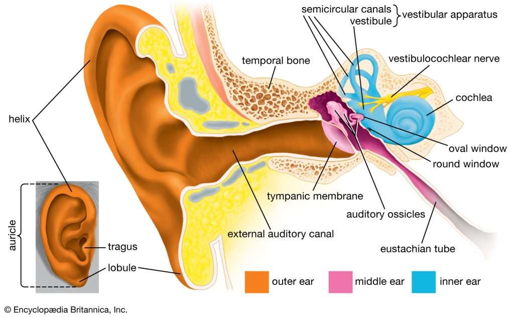 O que é perda auditiva
